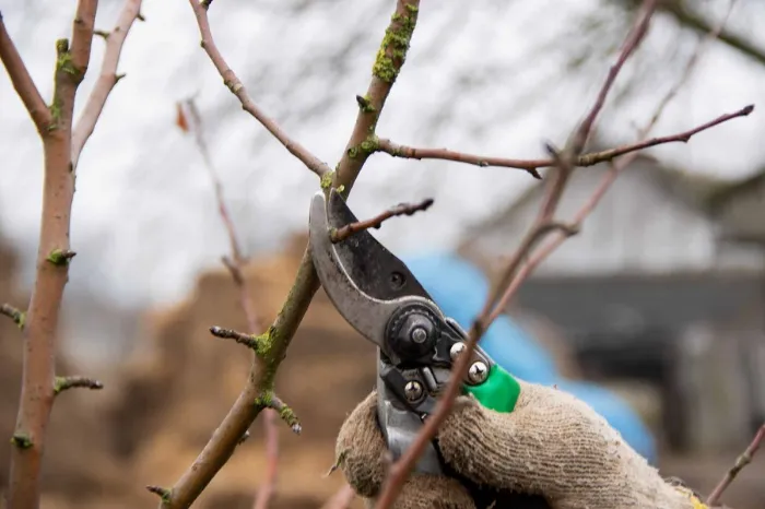 When Should You Prune Trees Woodridge, NY