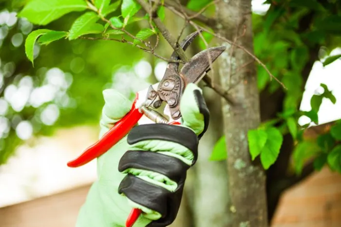 When Should You Prune Trees in Woodridge, NY