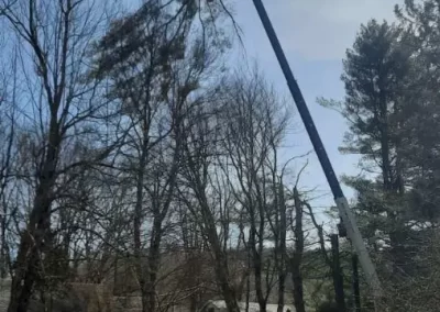 Commercial Tree Service
