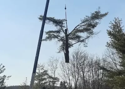 Land Clearing