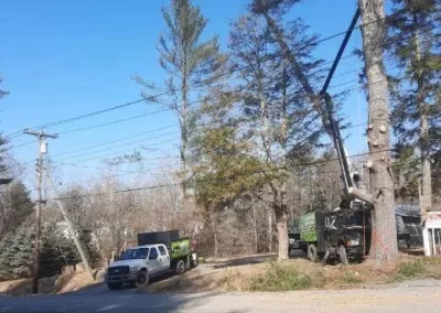 Professional Tree Services