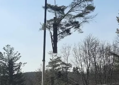 Reliable Tree Service