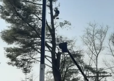 Tree Company