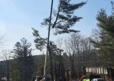 Tree Expert