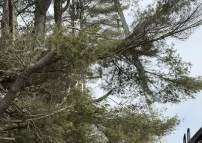 Tree Expert