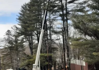 Tree Pruning Service