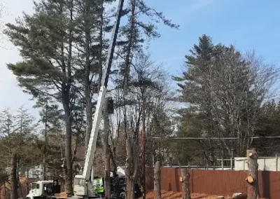 Tree Removal Services