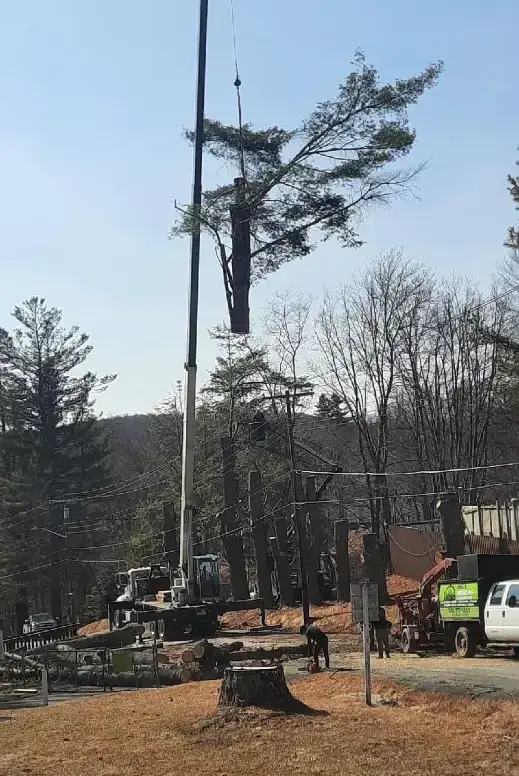 Reliable Tree Services in Rock Hill, NY Reliable Tree Services in Rock Hill, NY